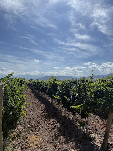 BODEGA PENEDO BORGES